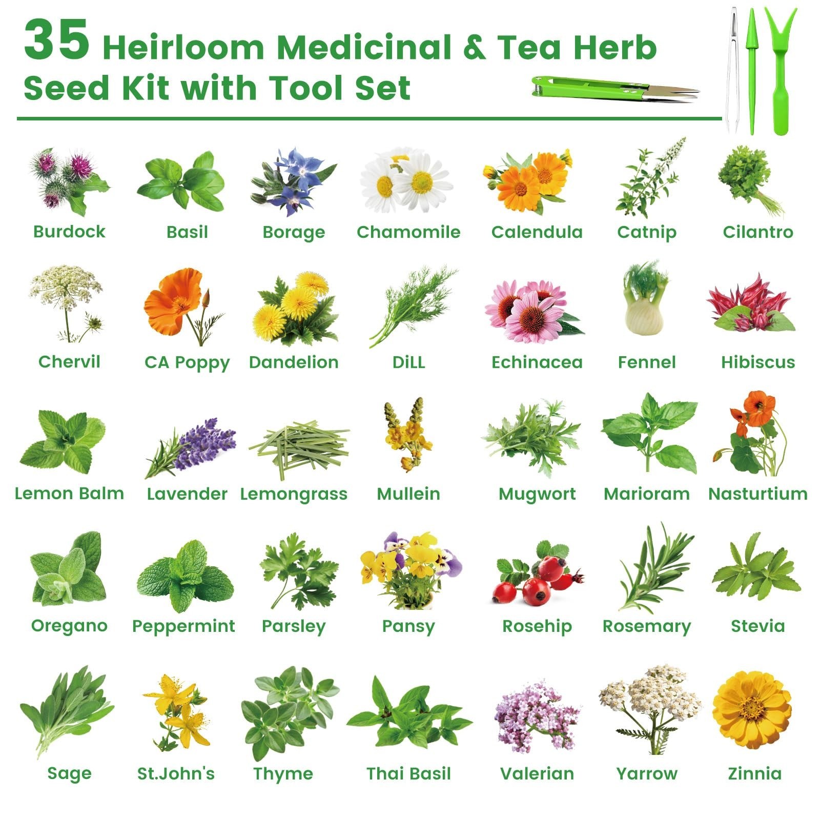 35 Medicinal & Tea Herb Seeds Variety Pack – 16,400+ Non-GMO Heirloom Seeds for