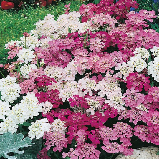 200 Ground Cover Candytuft Flower Mix Seeds Easy to Grow Perennial Zone 3-9