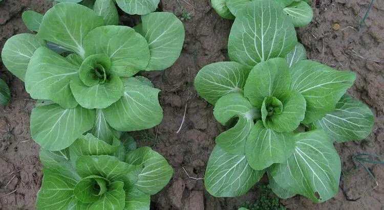 Pakchoi -Green Star