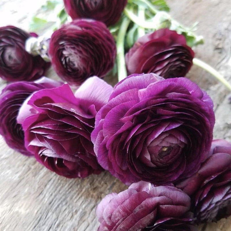 Ranunculus Flower Bulbs 15 Aviv Purple Corms Peony Rose Wedding Flowers Planting