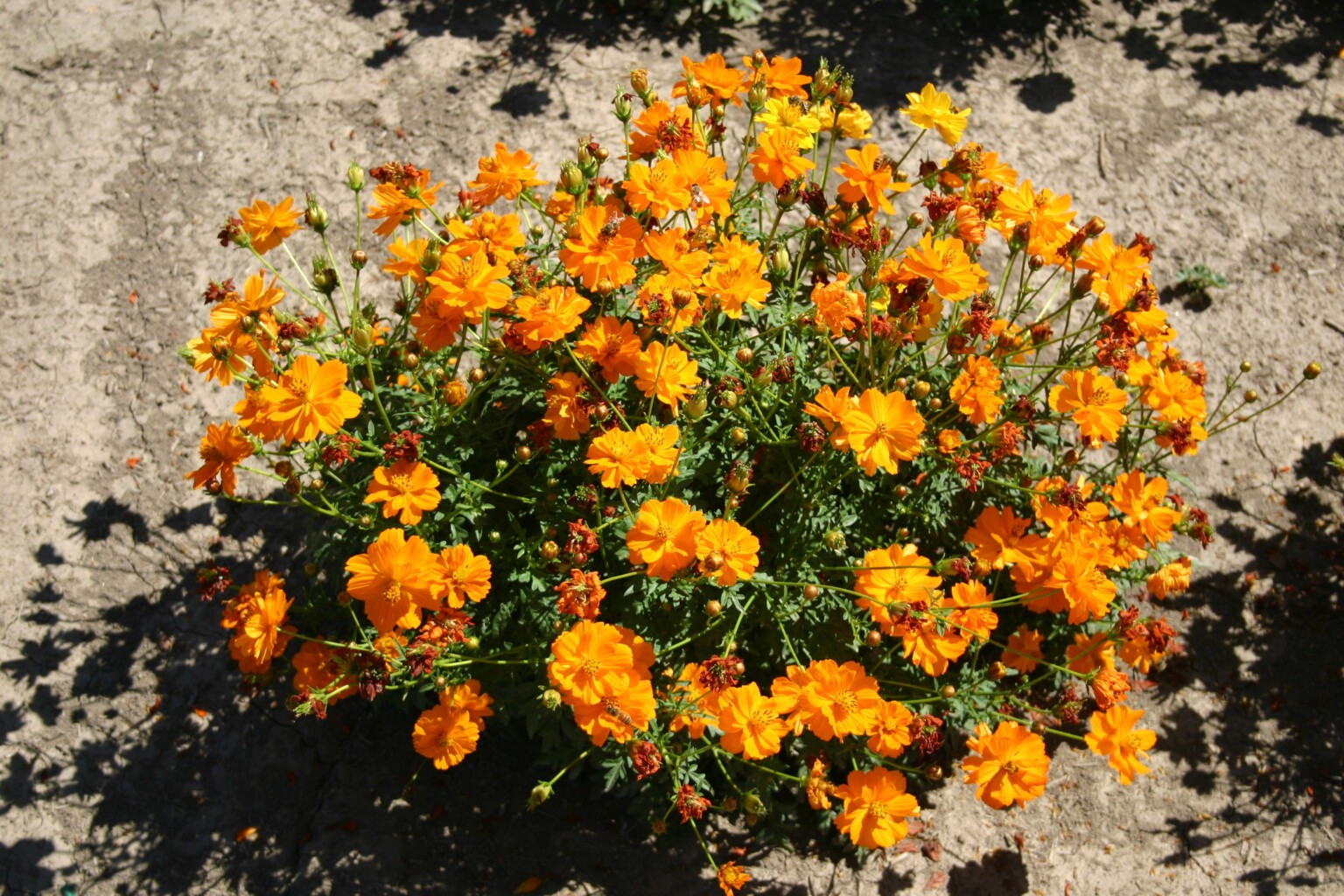 Cosmos Sulphur Dwarf Orange Flower Seeds Free Shipping!
