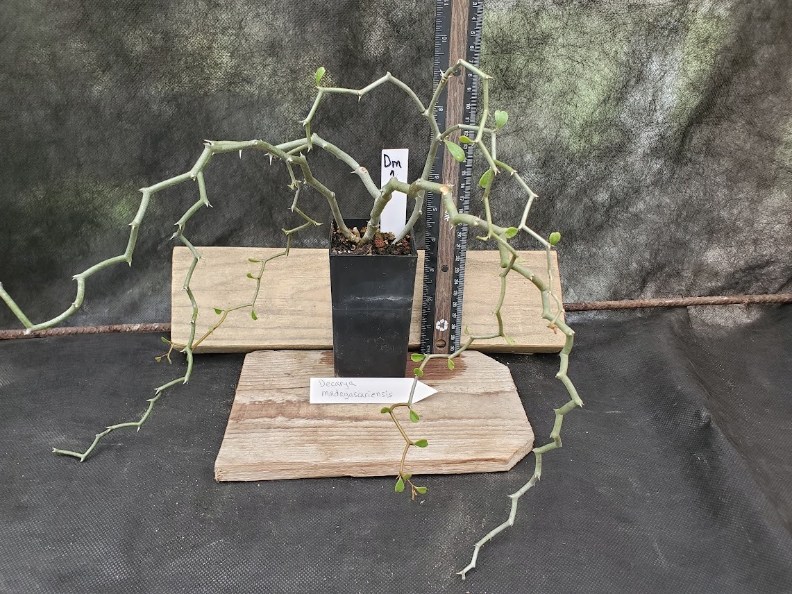 Decarya madagascariensis – Zig Zag Plant – Madagascar – Rooted Lot Dm1