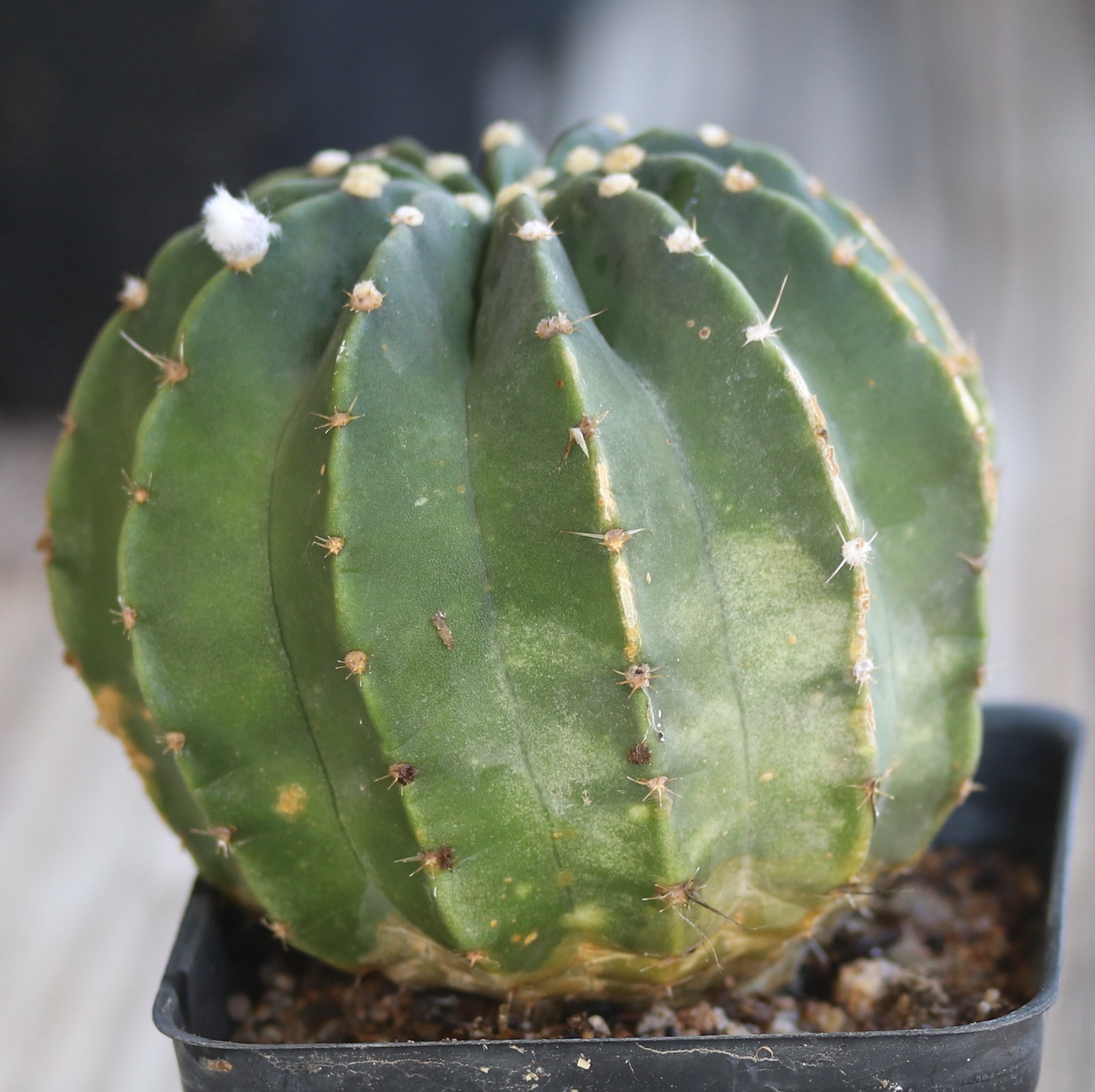 Echinopsis subdenudata