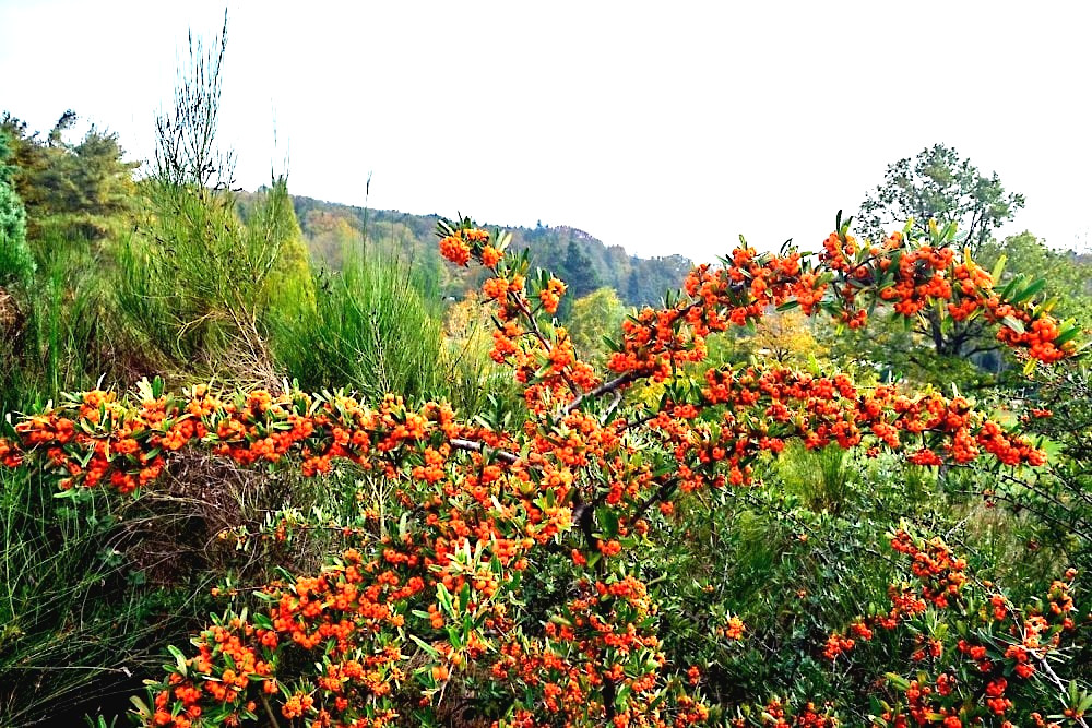 Sea Buckthorn “Seaberry” Tree Seeds (Hippophae Rhamnoides) Cold Hardy Fruit