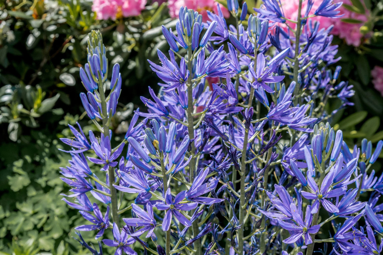 20 Blue LARGE CAMAS Camassia Leichtlinii Quamasia Great Camass Flower Seeds