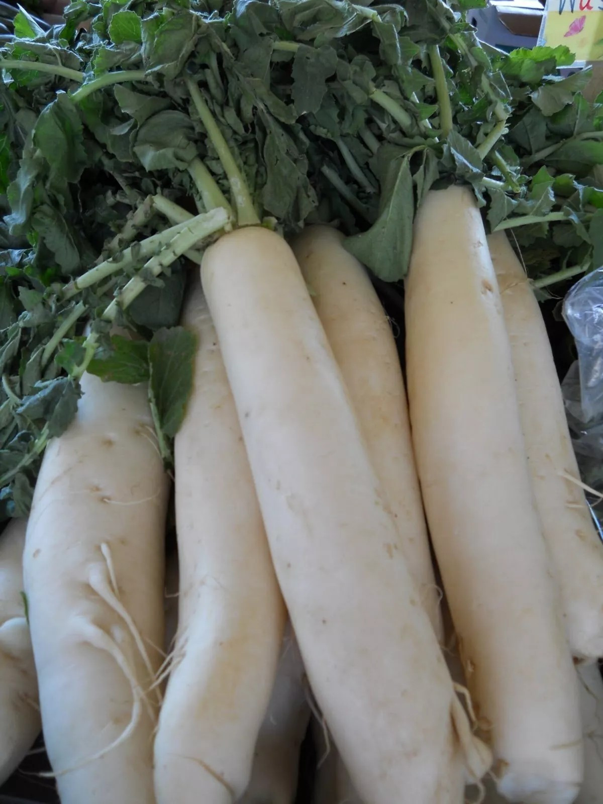 1000+ Daikon Radish Seeds – Japanese Minowase — Heirloom – Organic – NON GMO