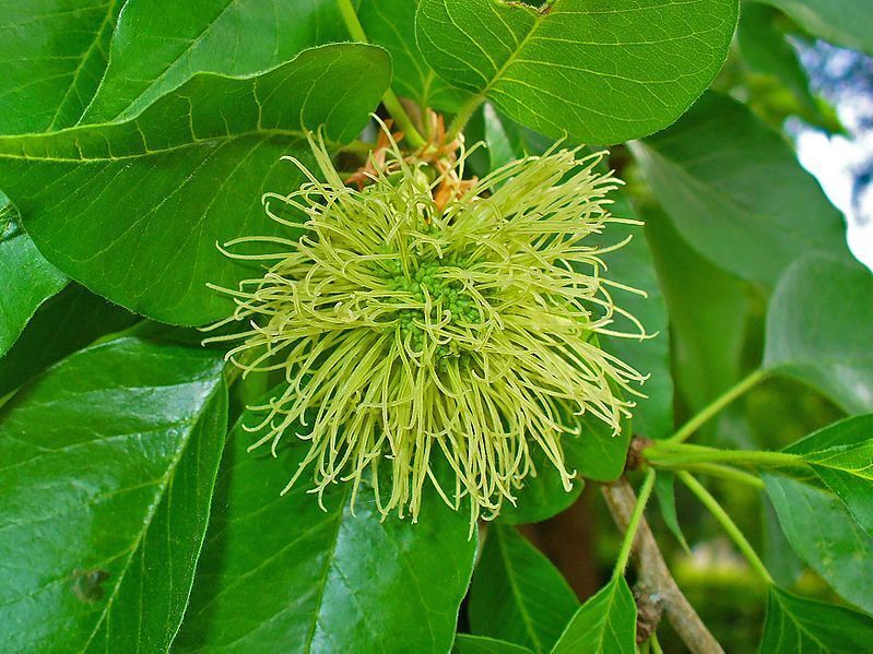 Hedge Apple Osage Orange Tree Seeds Horse Apple Monkey Maclura Ball Size: 10-100