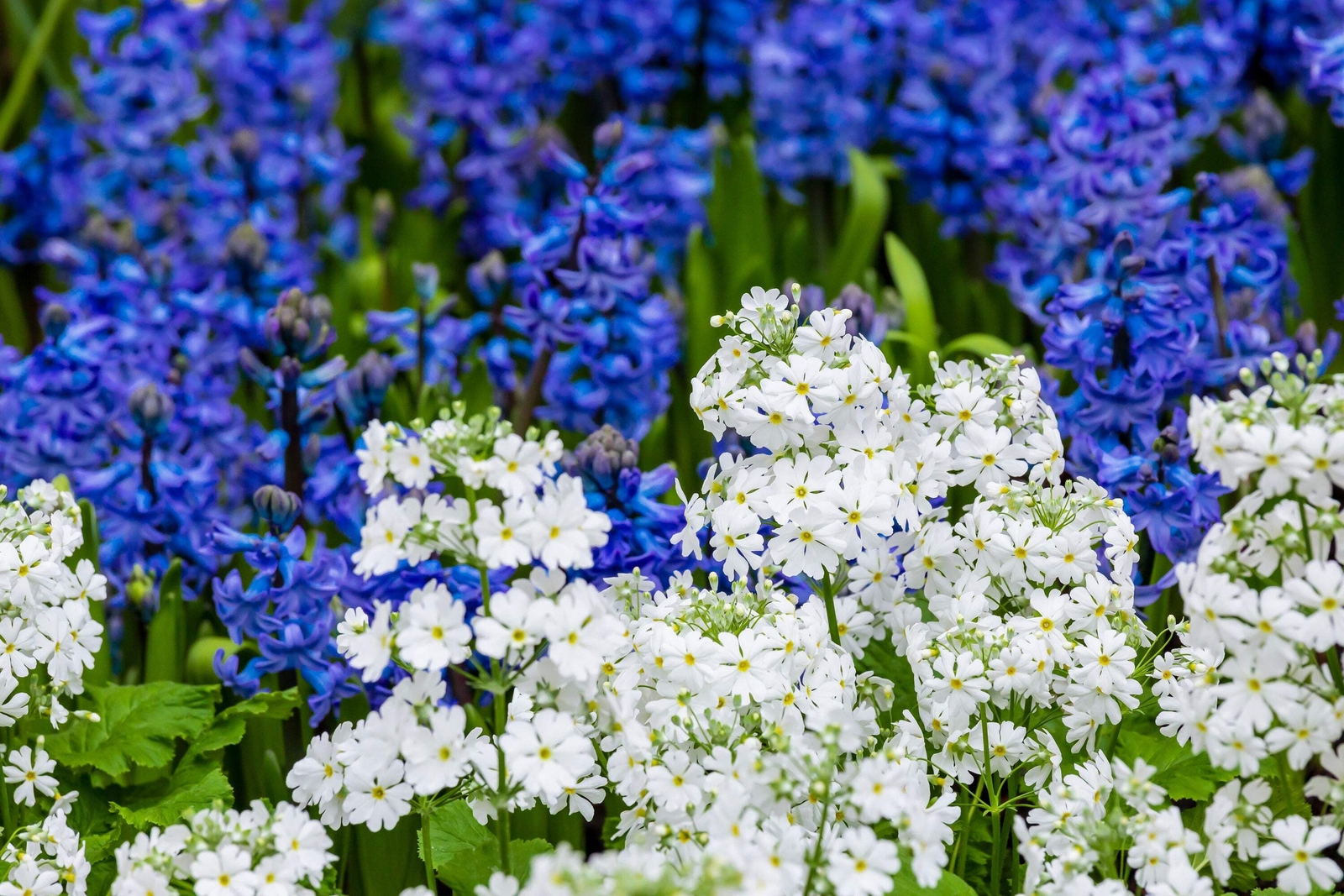 100 WHITE FAIRY PRIMROSE Primula Malacoides Shade Houseplant Flower Seeds