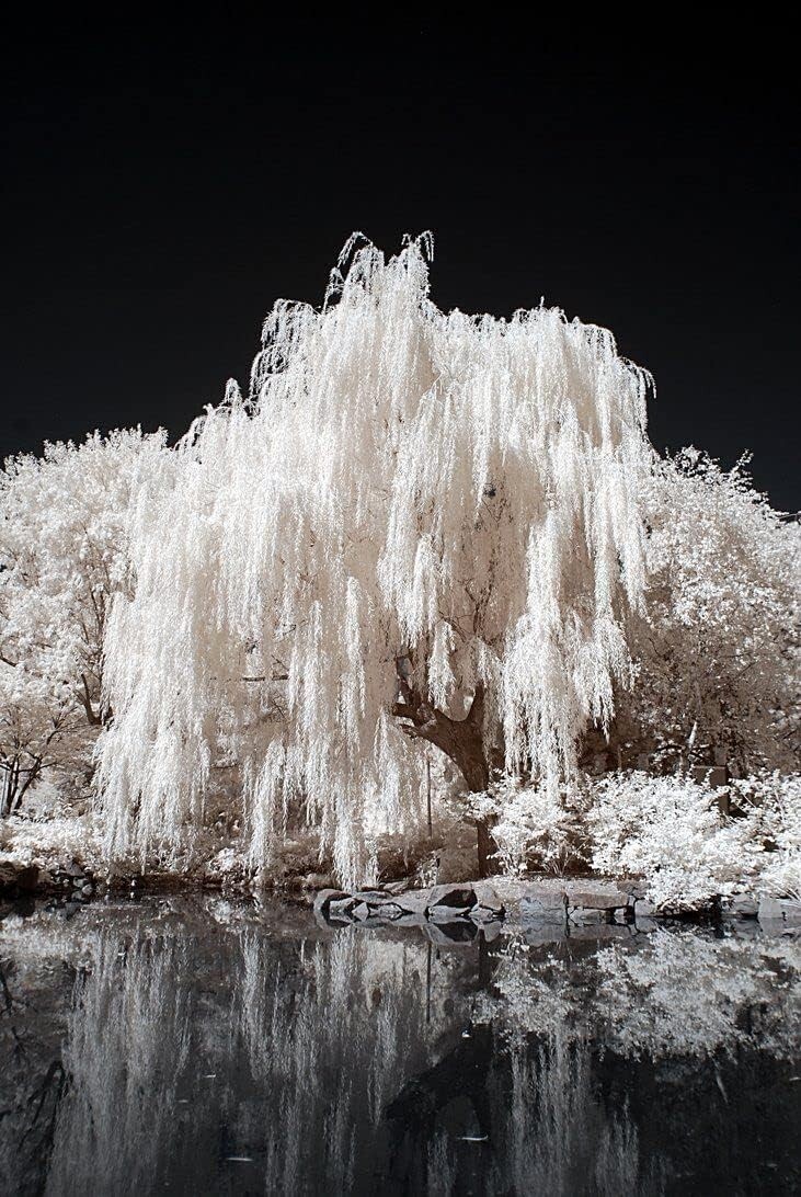 One White Willow Tree – Silver Leafs Shimmer in The Sun and Moonlight