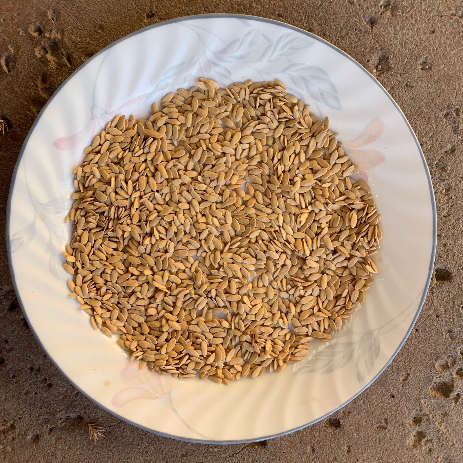 100 Seeds Cantaloupe , Honeydew Melon Seeds
