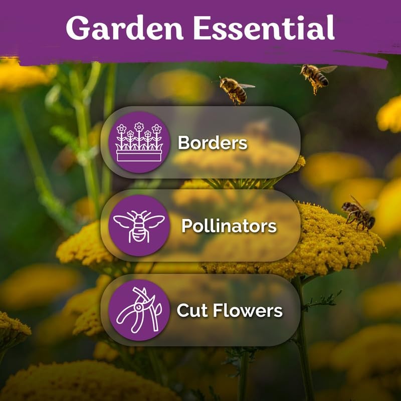 KVITER 14,000 Gold Yarrow Seeds (Achillea Filipendulina), 2 Pack