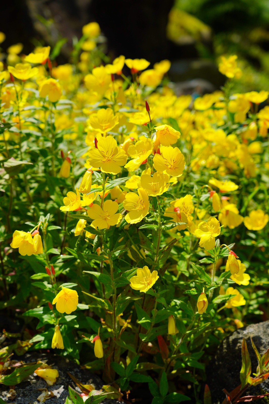 1000 YELLOW EVENING PRIMROSE Oenothera lamarckiana Flower Seeds *Flat S/H
