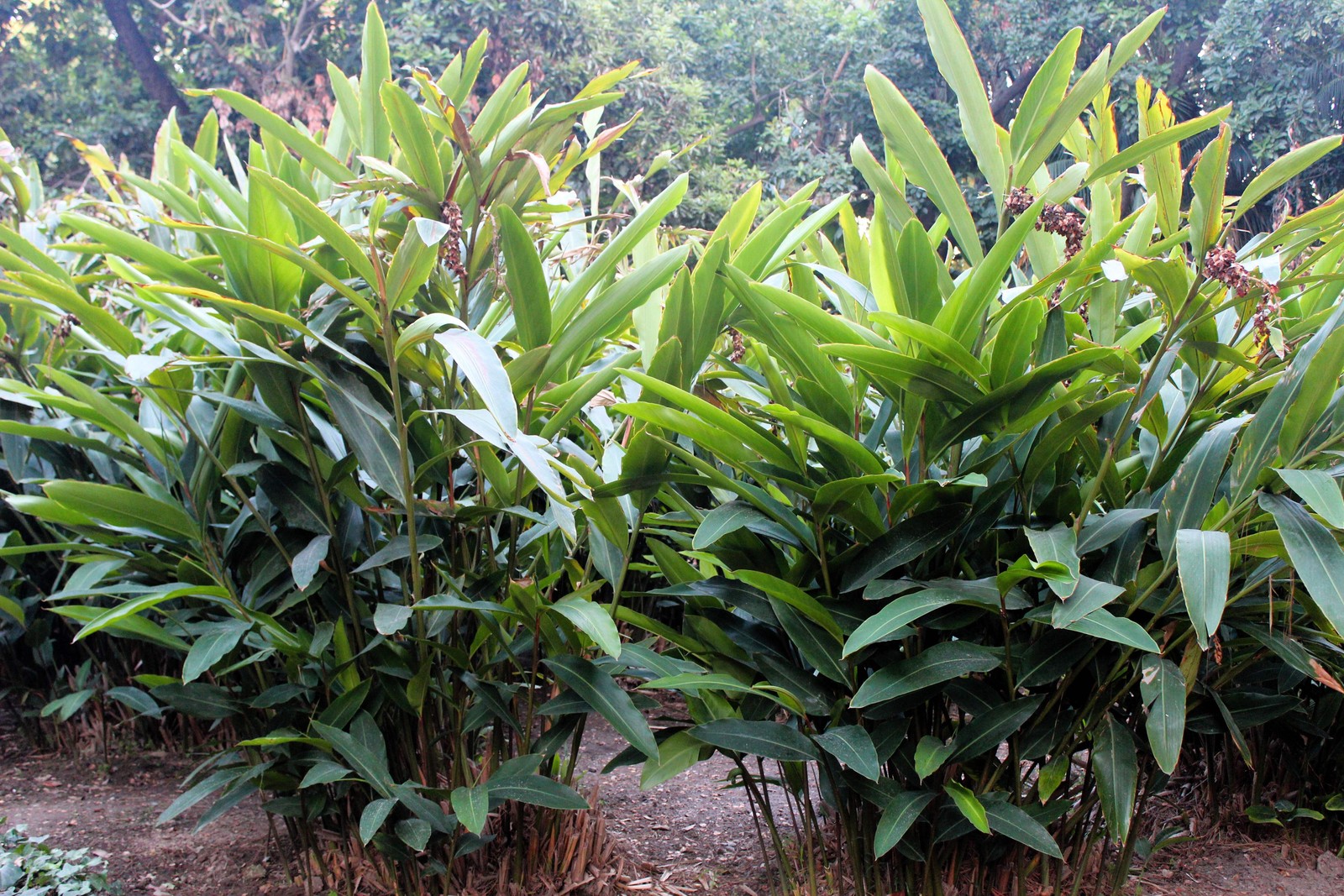 5 KAT GINGER Pink & Yellow Shell Alpinia Katsumadai Hayata Flower Herb Seeds