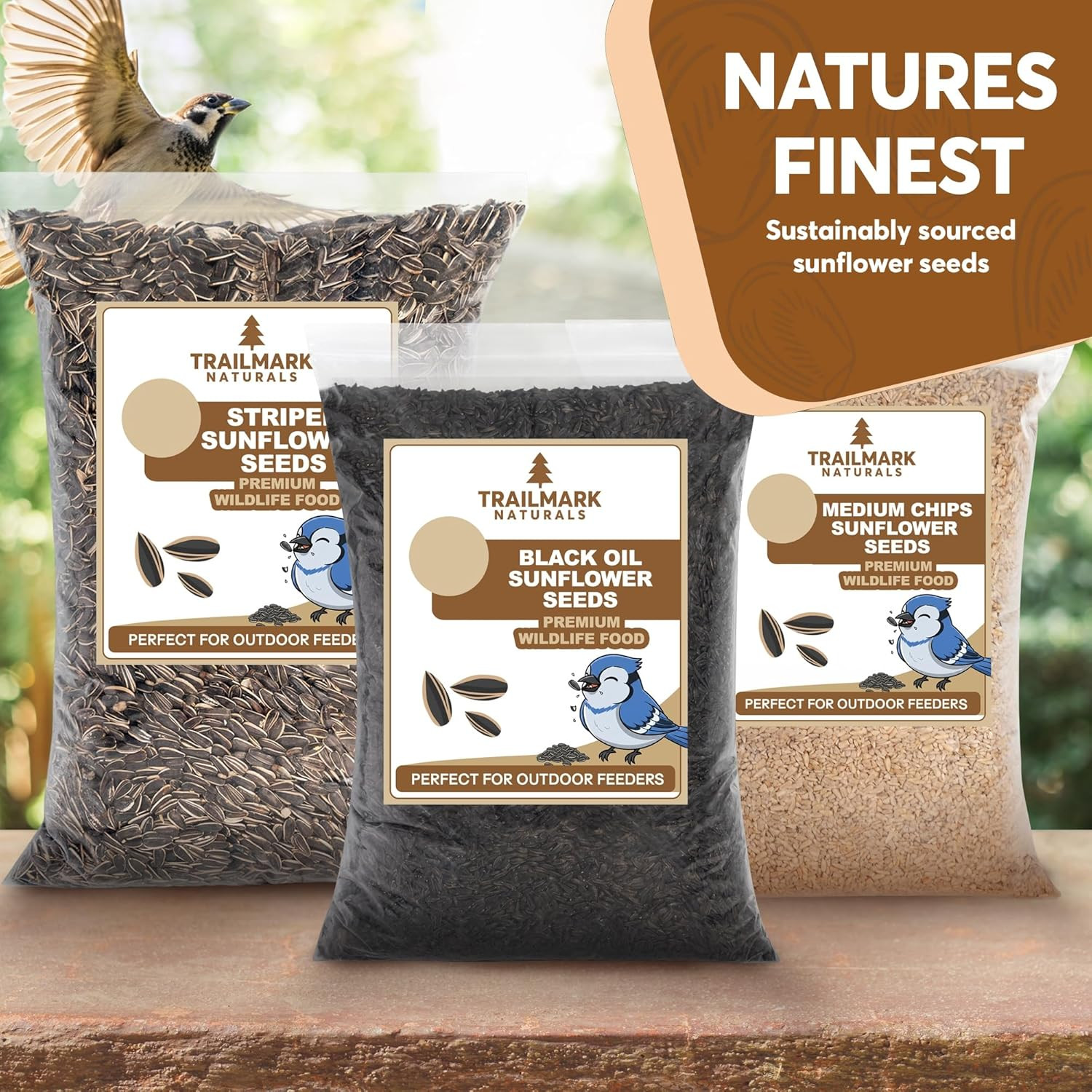 10 Pound Black Oil Sunflower Seeds for Birds – Premium Wildlife Food – Non – GMO