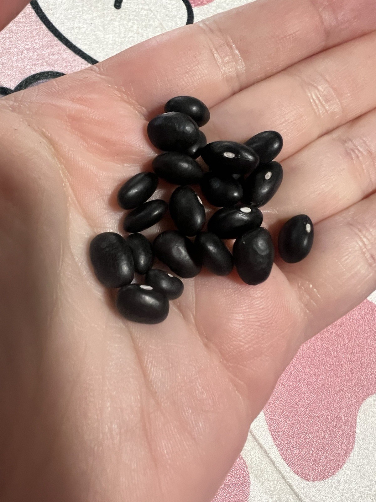 50 Seeds black bean seeds Turtle