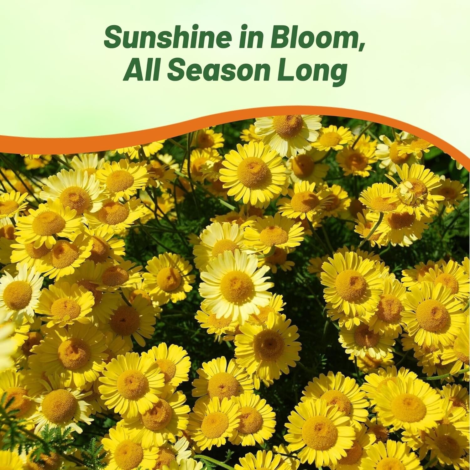 10000 Seeds Golden Marguerite Daisy Drought Tolerant Anthemis Tinctoria