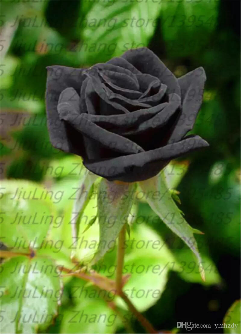 20 EXOTIC RARE BLACK ROSE SEEDS home garden flower plant bush diy sun Rosas tea