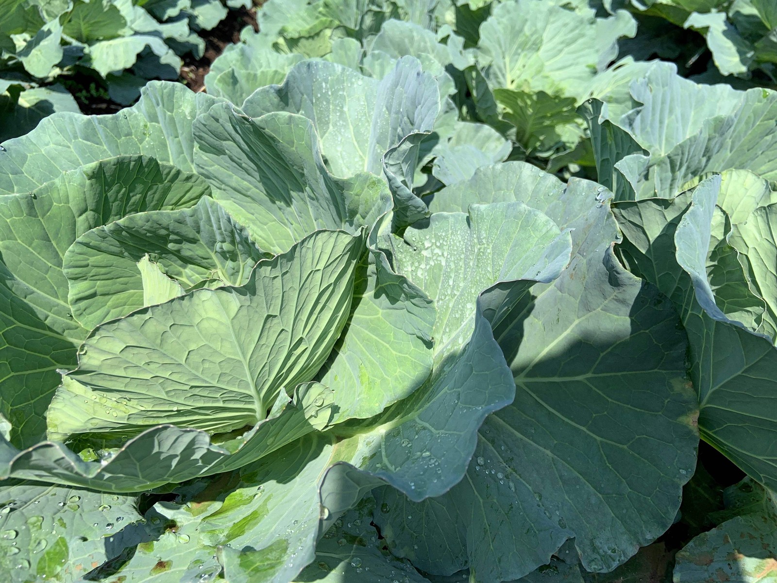 1500 MORRIS HEADING COLLARDS Collard Green Brassica Oleracea Vegetable Seeds