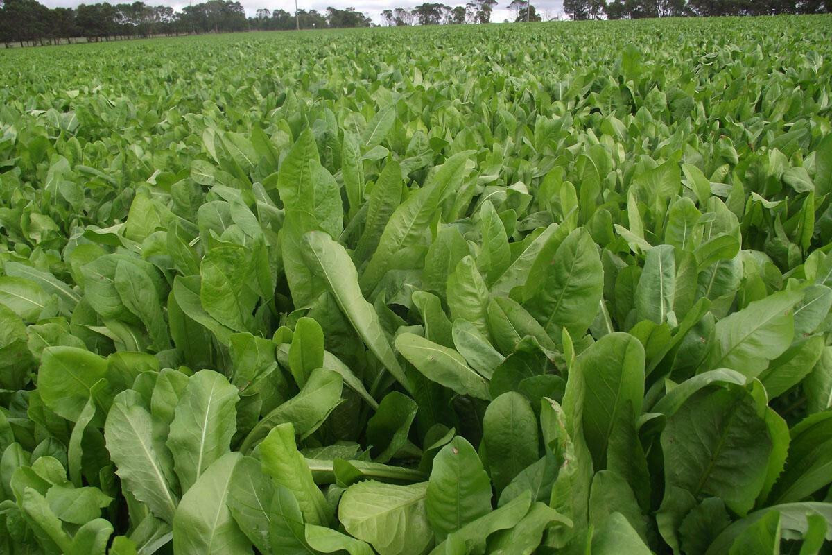 BROAD LEAF CHICORY 500 SEEDS NON-GMO FRESH FOR 2024 GARDENS