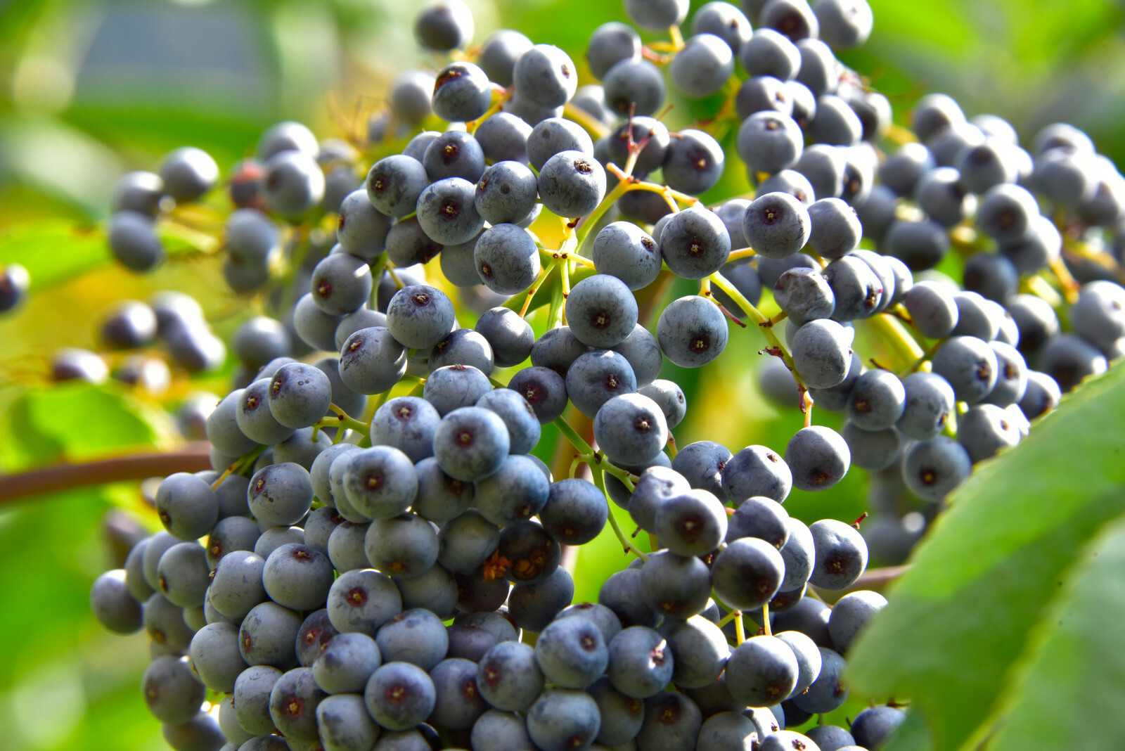 150 Blue Elderberry Seeds (Sambucus Caerulea)