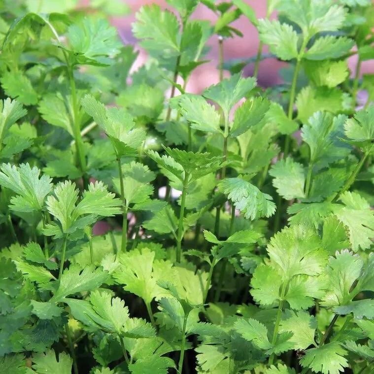 Cilantro -Atlas Aroma