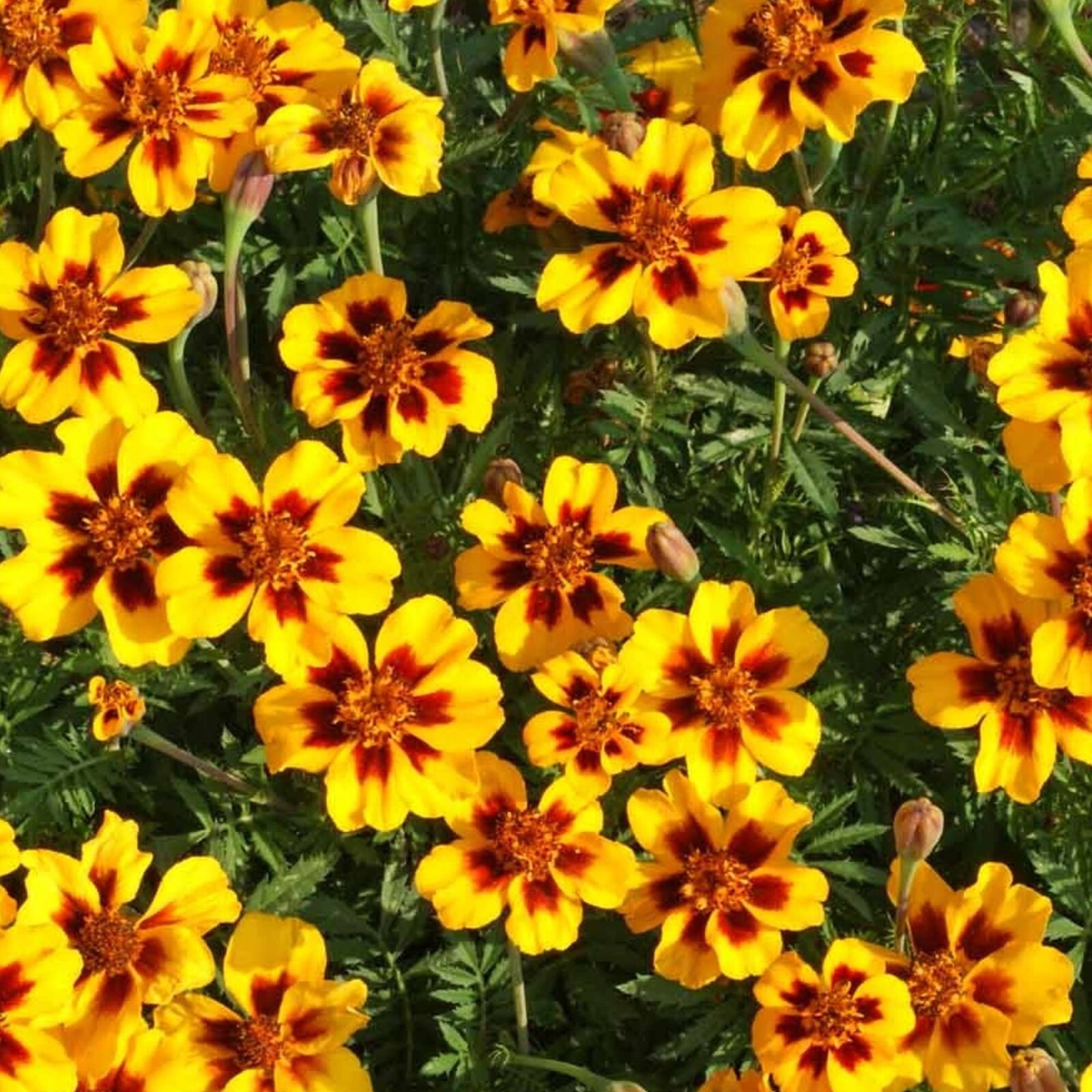 Dainty Marietta Marigold Seeds 150+ DWARF Flower Tagetes Patula USA FREE S&H