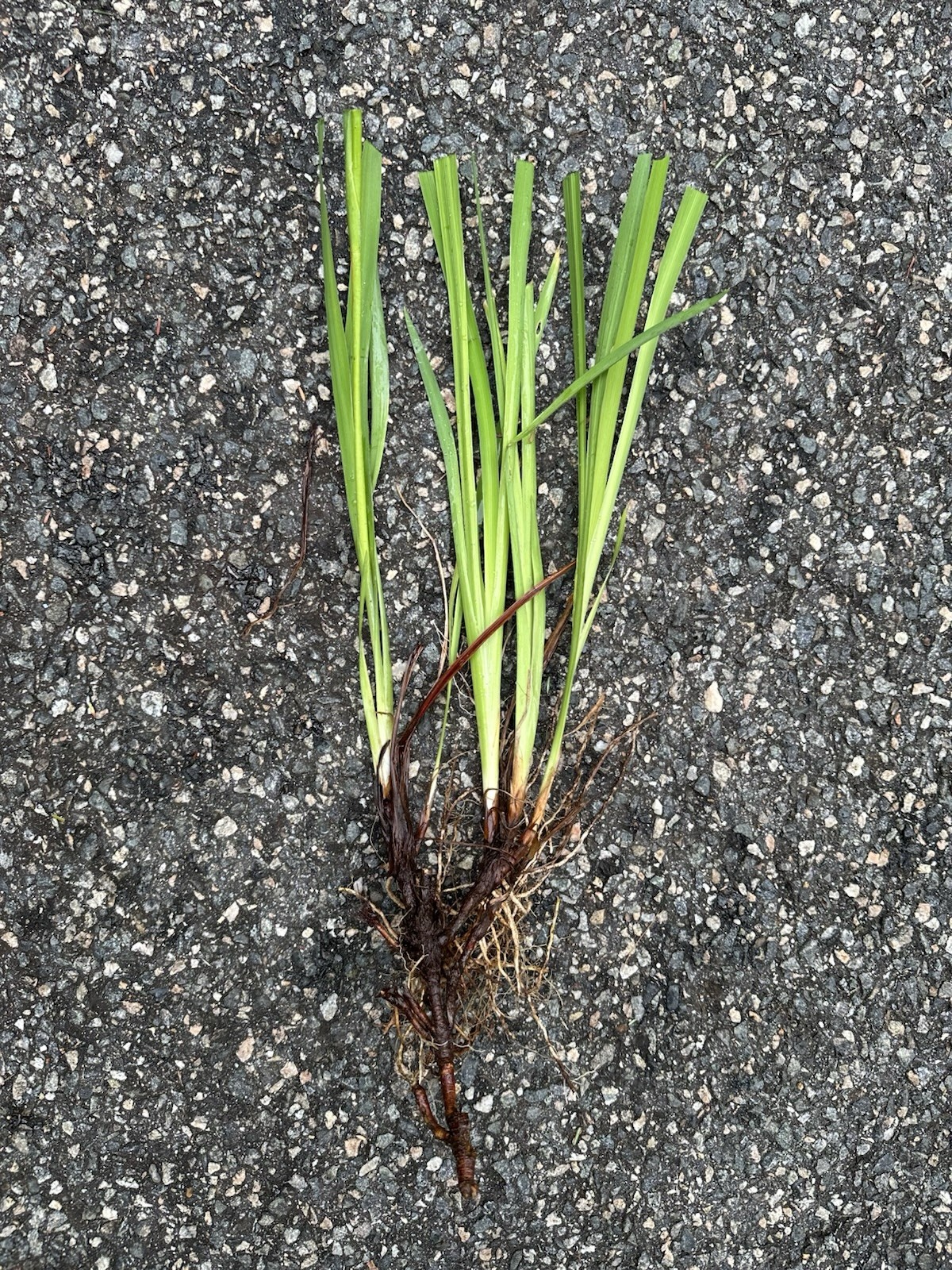 5 Siberian Iris Rhizomes White Siberian Iris Plants Bulbs Rhizomes With Foliage