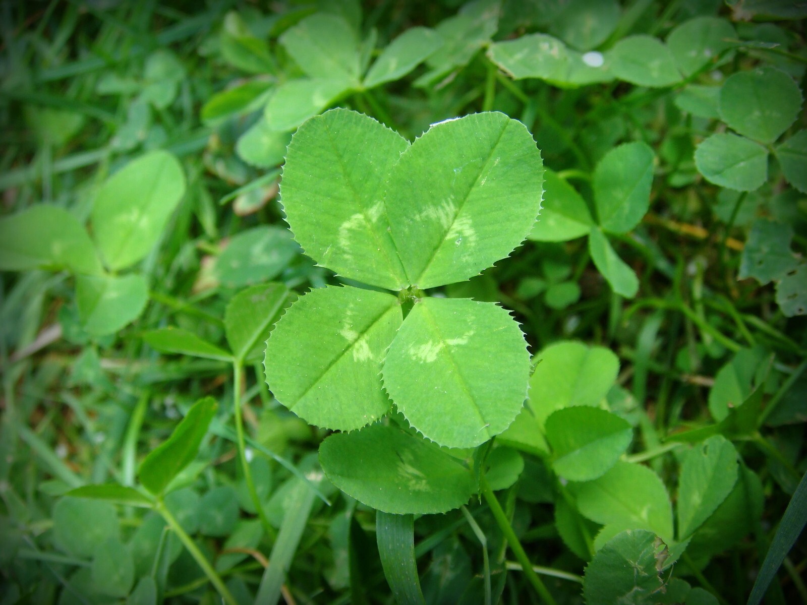 20,000 Dutch White Clover Cover Seeds – NON-GMO