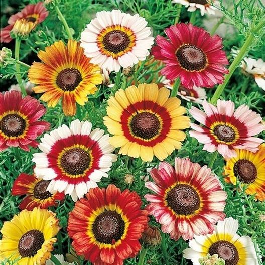 Painted Daisy MIXED Colors Pollinators Butterflies Perennial Non-GMO 200 Seeds!