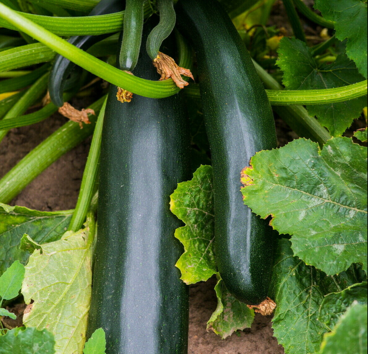 Black Beauty Zucchini Seeds | Bush Dark Green Courgette Summer Squash Fresh 2024