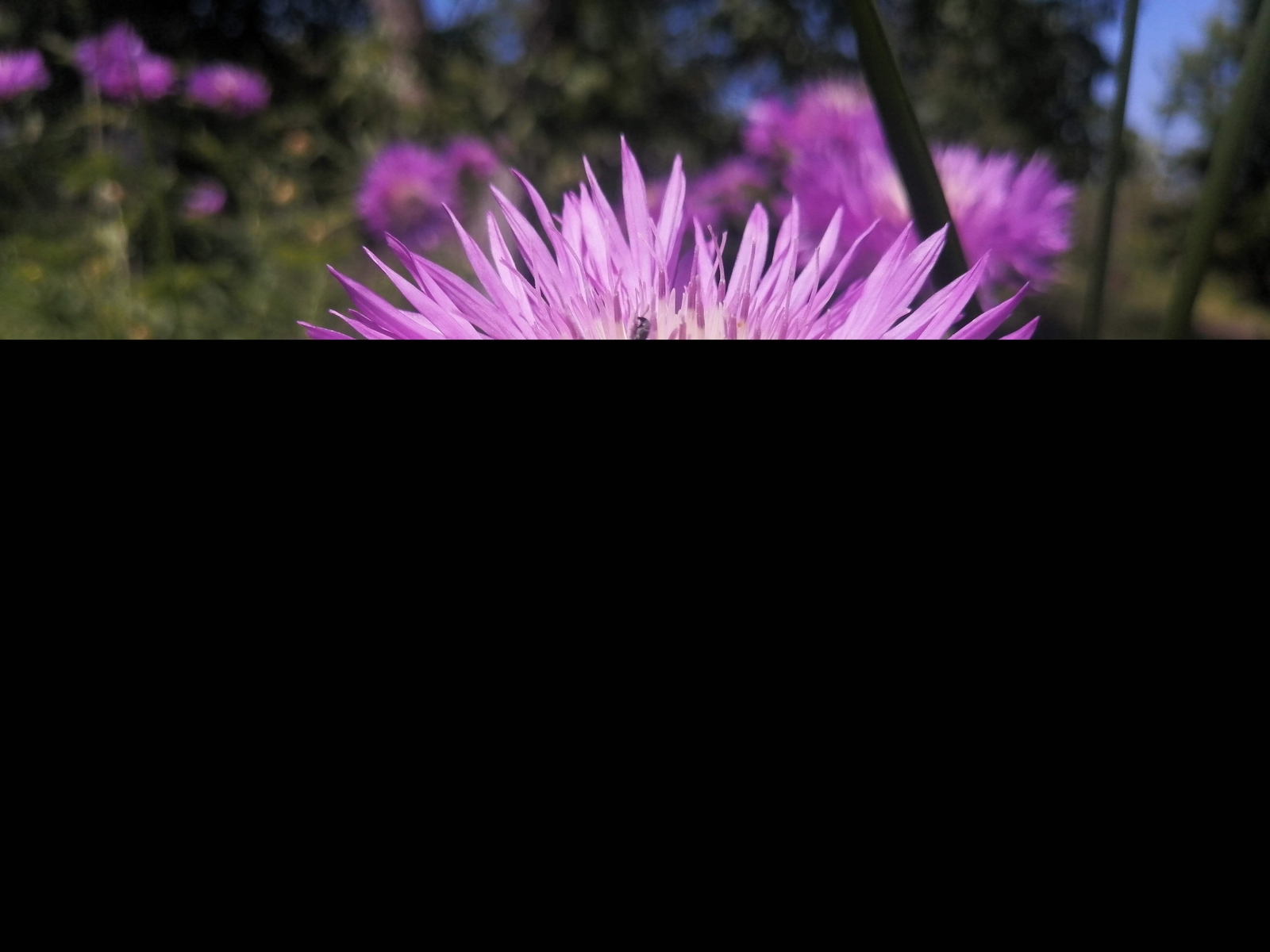500 MIXED SWEET SULTAN Imperialis Mix Amberboa Moschata Centaurea Flower Seeds