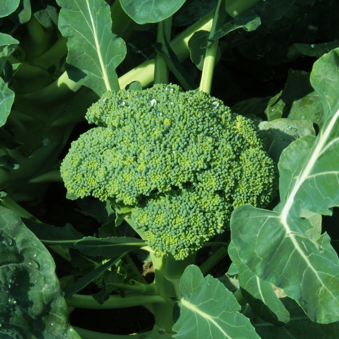 Fresh Premium Broccoli Seeds | Waltham 29 | Heirloom Non-GMO | Vegetable Seeds
