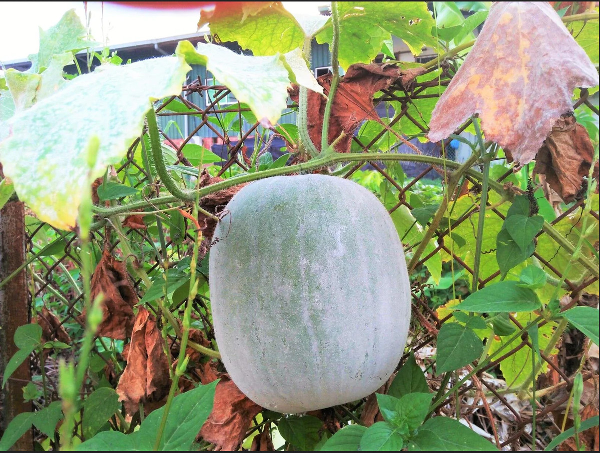 GOURD SEEDS – GIANT WAX -NON-GMO, HEIRLOOM – FARM & VEGETABLE GARDEN