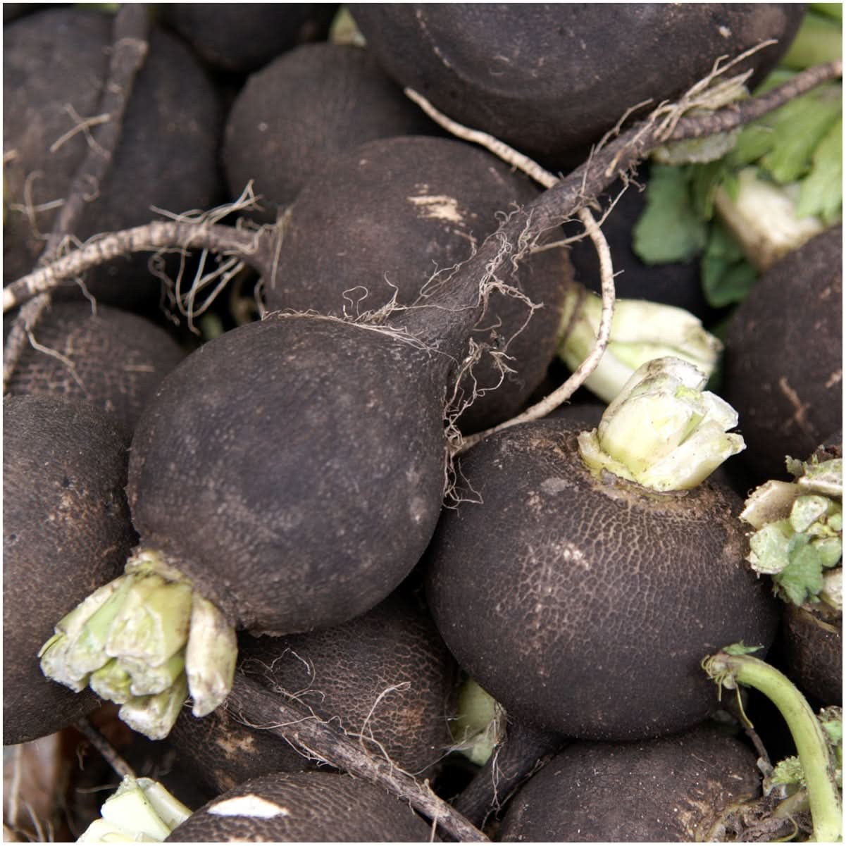 Black Spanish Radish Seeds For Planting (Raphanus sativus)