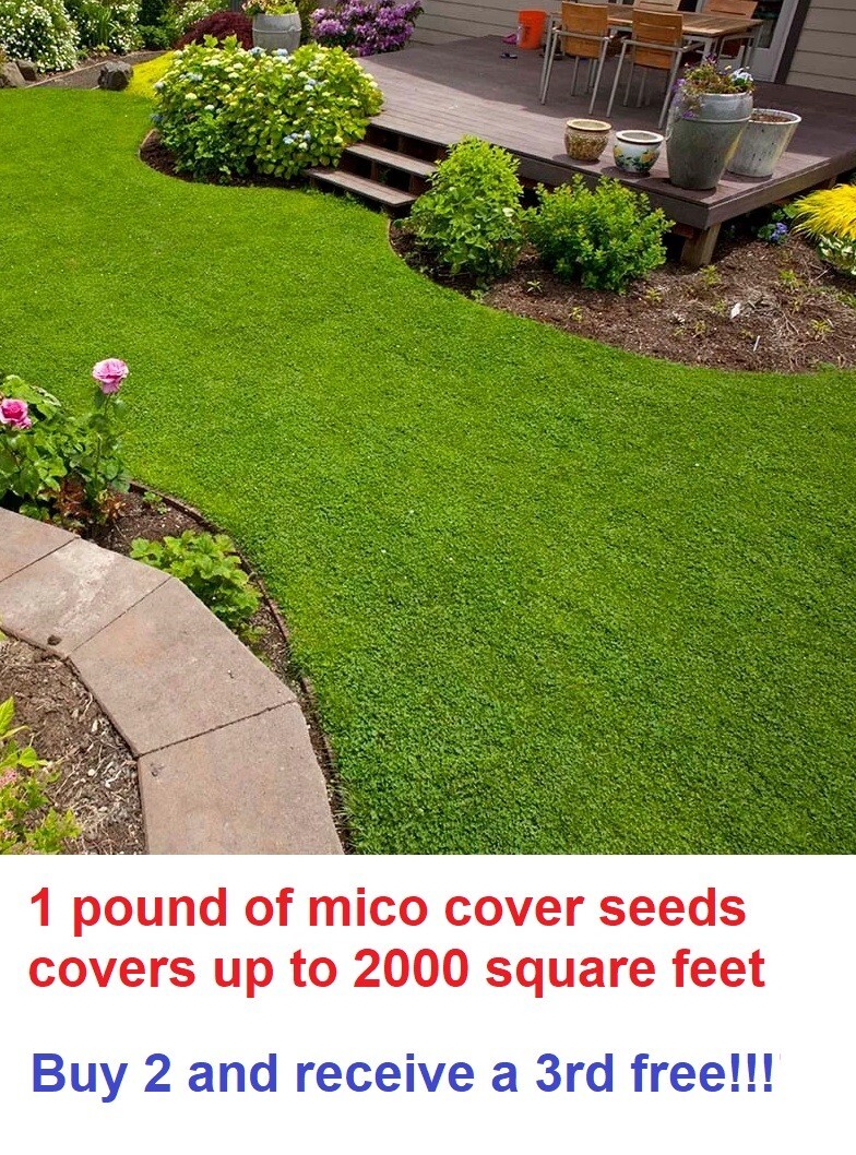 Micro clover seeds – 1 pound – covers up to 2000 square feet