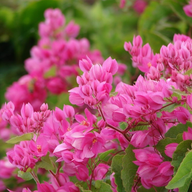 Coral Vine Antigonon leptopus~~SMALL Rooted Starter Plant~Butterflies love it!!!