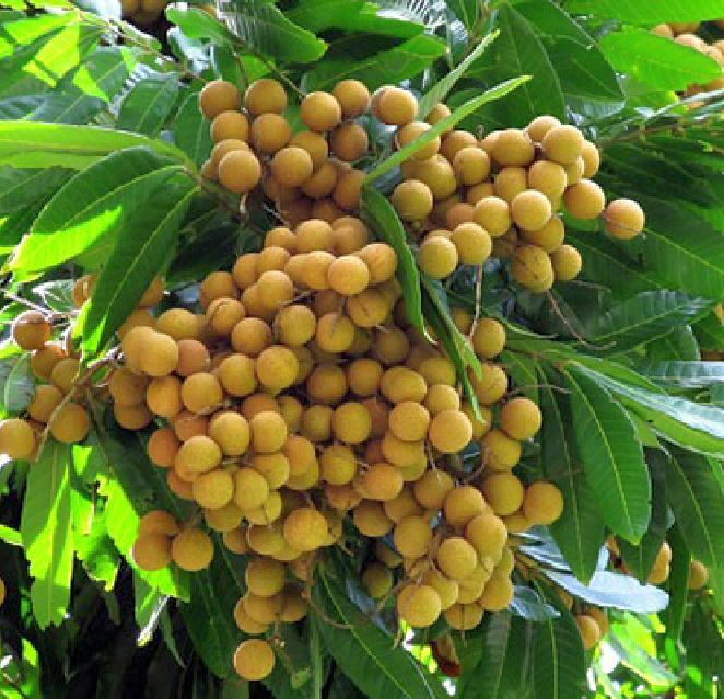 Longan Dimocarpus Dragon Eye Seedling Plant, Tropical Fruit Tree Seedling