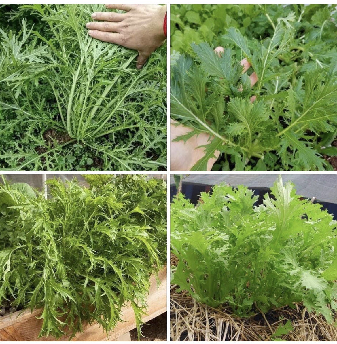 4 Bags Cai Ngot Duoi Phung Xanh 1000 seeds , easy to Grow Cải Đuôi Phụng