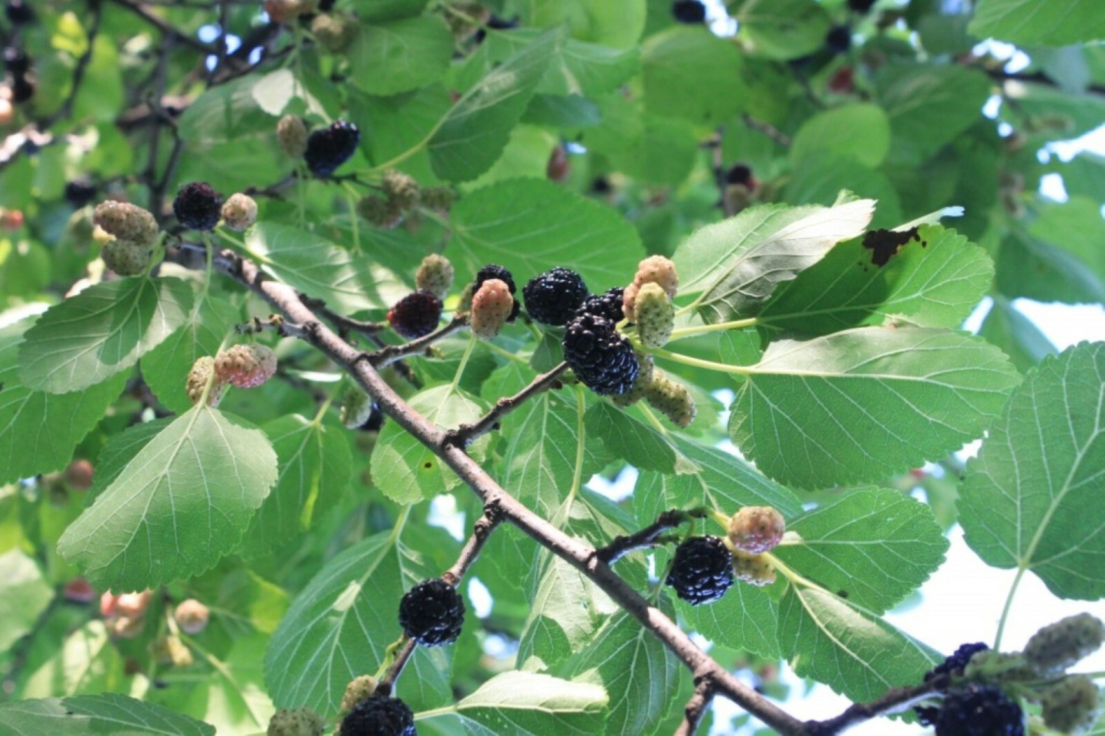 Black Mulberry (Morus nigra) 2 year old plant, bare root 12-20 inches tall