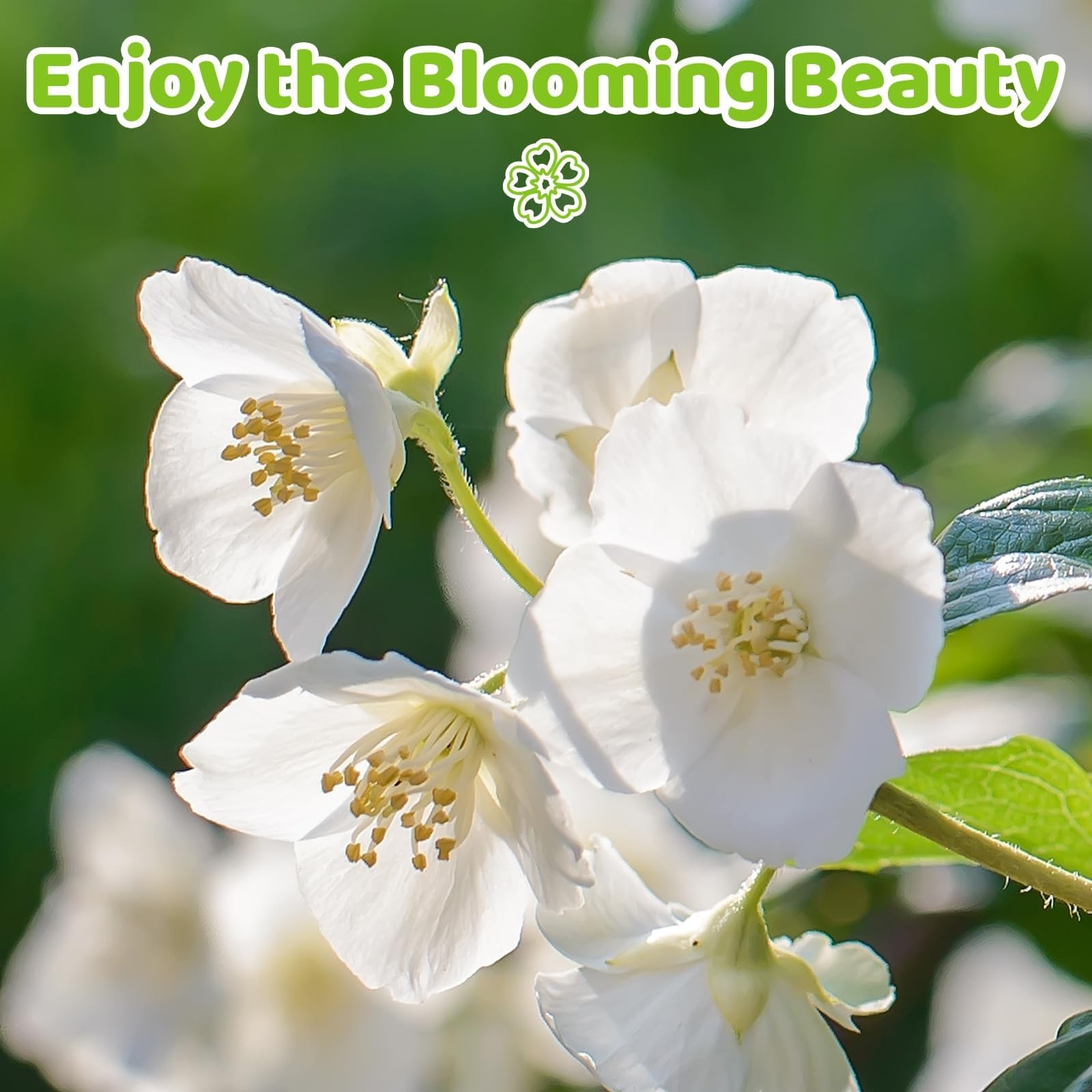 400+ Climbing Jasmine Flower Seeds for Planting Easy to Grow, Non-GMO, High Ger