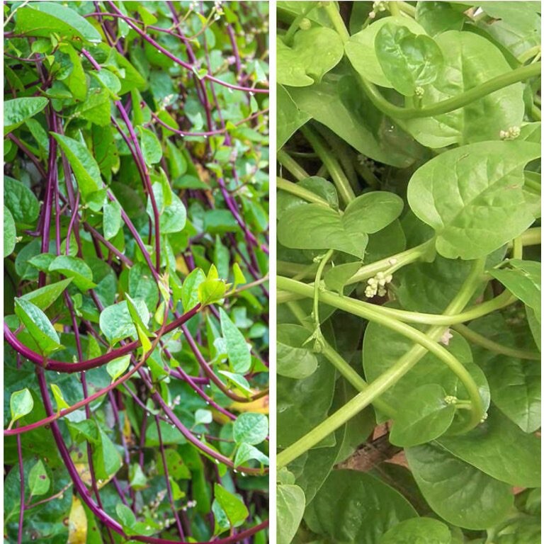 Mixed Malabar Spinach Seeds Green and Red Varieties Leafy Purple 200ct Mong Toi