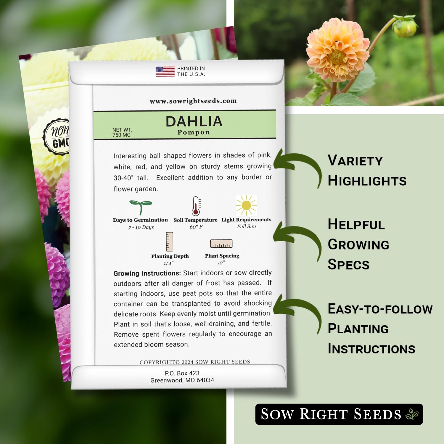 Sow Right Seeds – Pompon Dahlia for Planting – Annual Non-GMO Mix