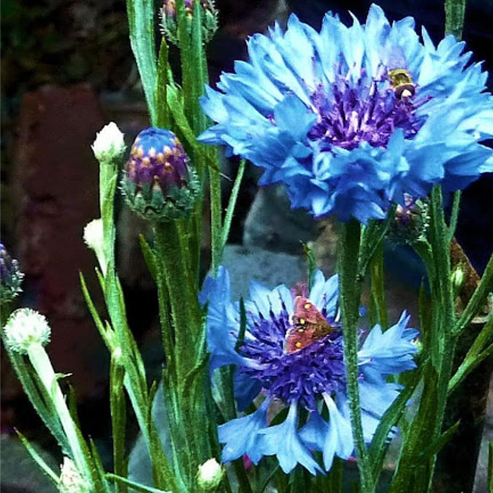 1008+ Dwarf Colorful Cornflower Seeds Perennial, Cornflower Seeds Mix for Planti