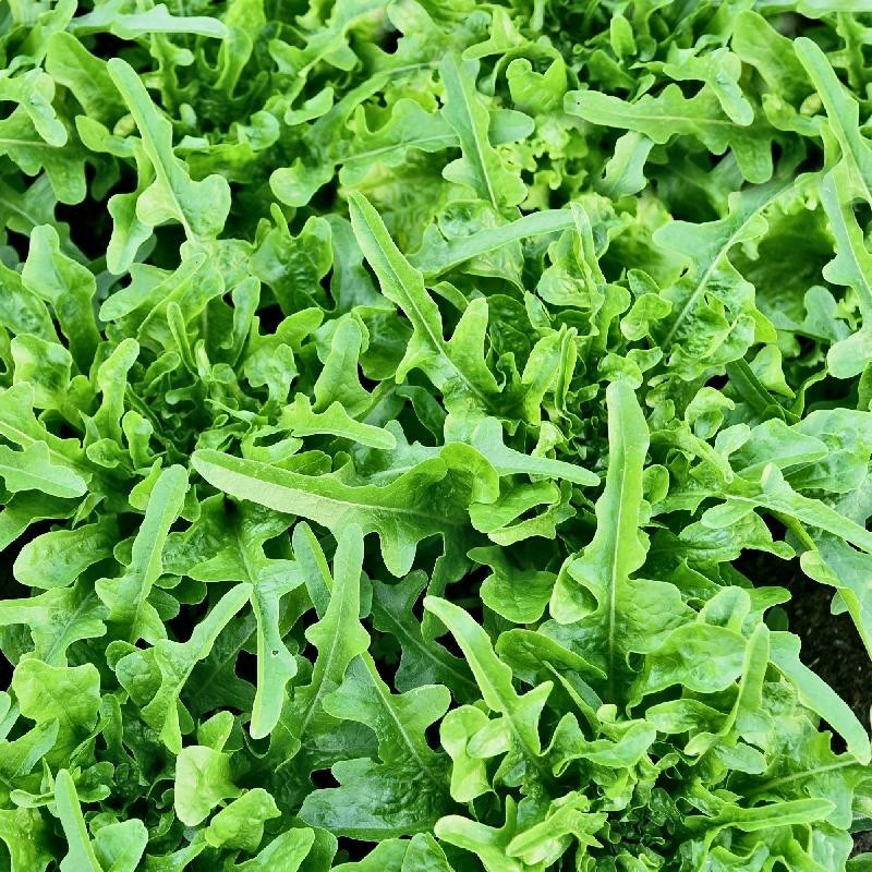 2g Fresh | NON-GMO | Oakleaf Leaf Premium Lettuce Seeds-B 41
