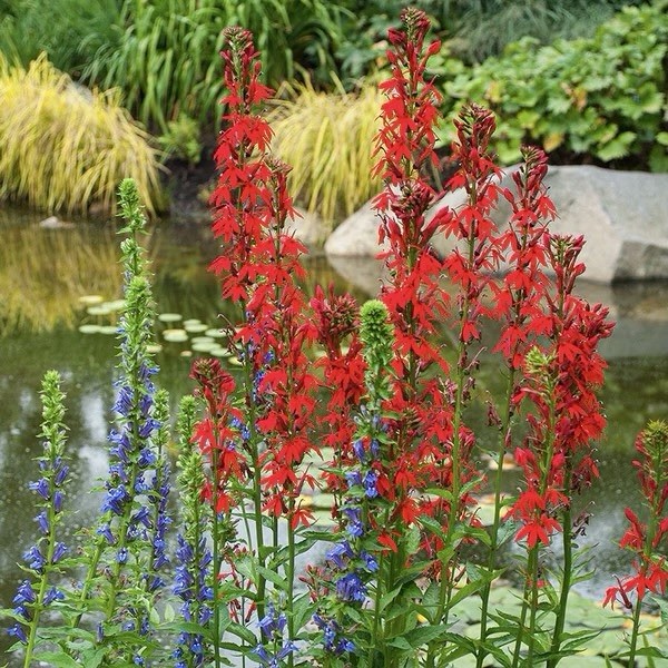 300+ CARDINAL FLOWER SEEDS (Lobelia cardinalis) Hummingbird Plant Perennial USA