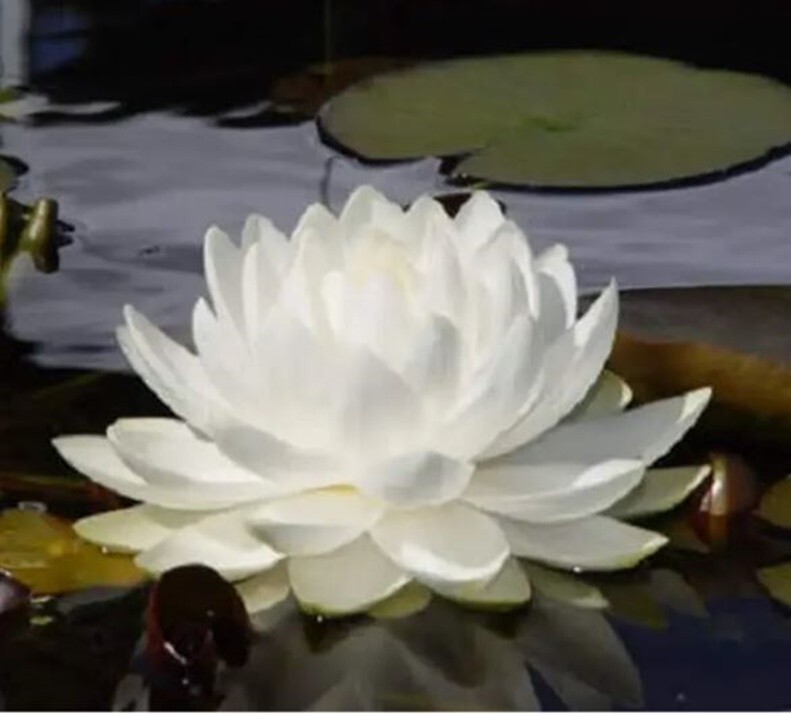 10 WHITE WATER LILY Pad Nymphaea Pond Seeds