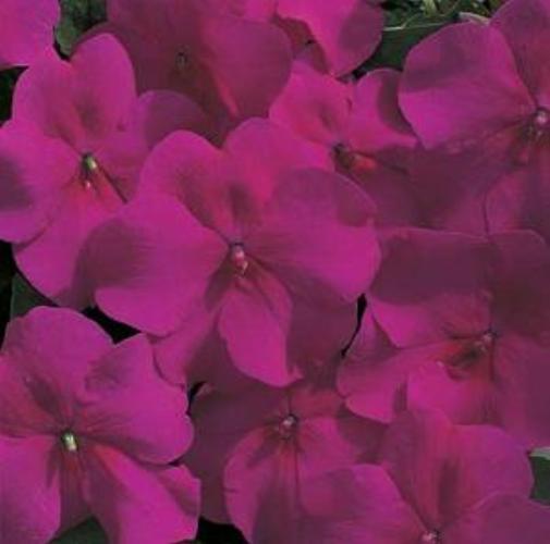 Impatiens Accent Series Burgundy Annual Seeds