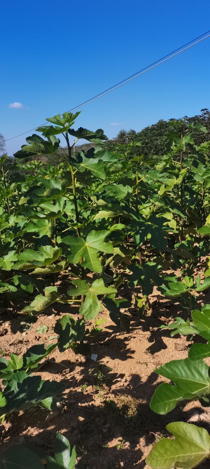 Fig Tree Seeds 300ct Ficus carica Fruit Seeds for Planting Outdoor Garden