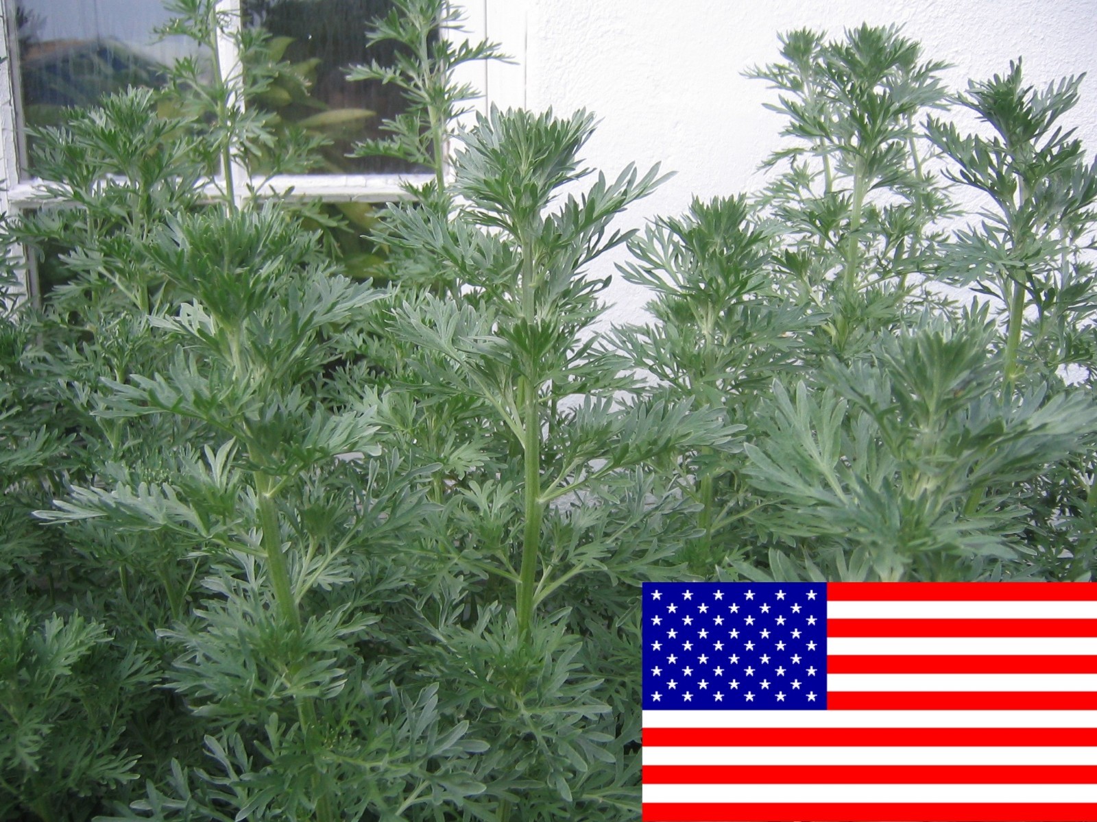 500 Artemisia Absinthium Seeds – Absinthe Wormwood – Medicinal Herbs