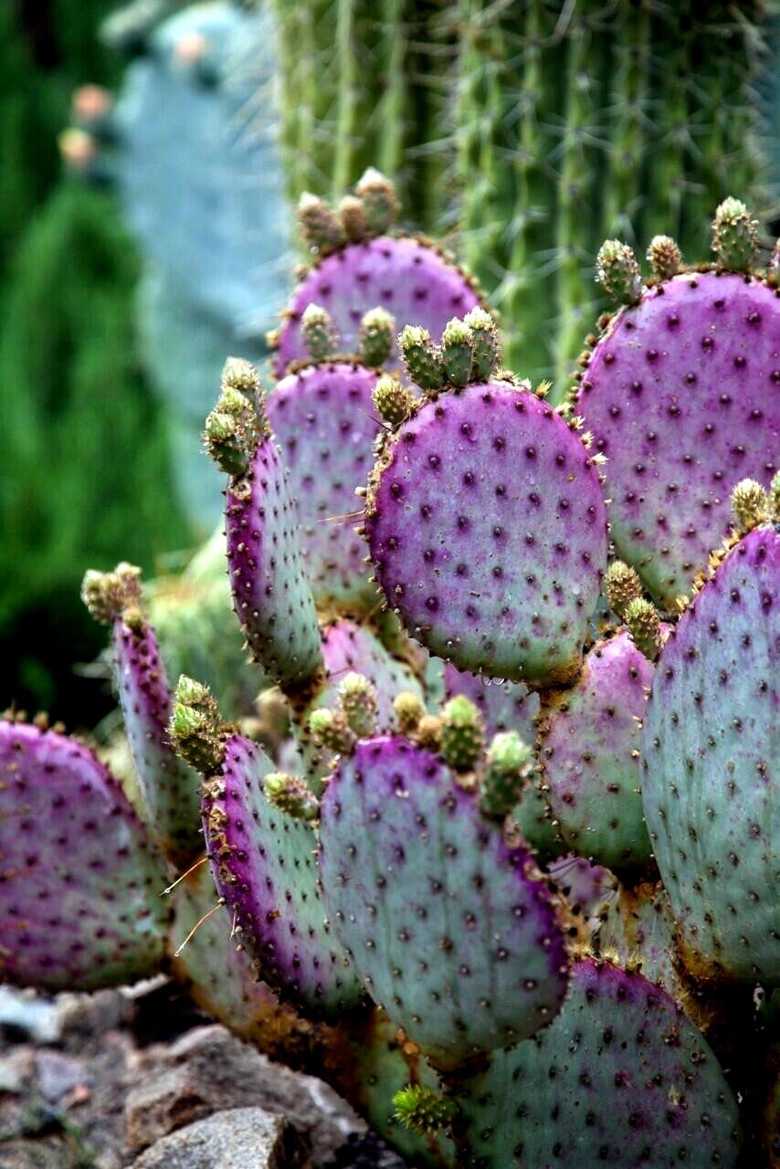 10 Purple Cactus (Opuntia santarita) Prickly Pear Fruit Rare, Fast, Hardy-Zone 7